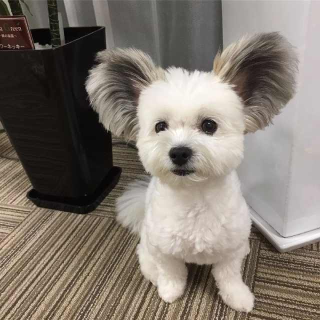 猫不爱抱着睡,什么原因?揭秘猫咪的神秘睡眠习惯